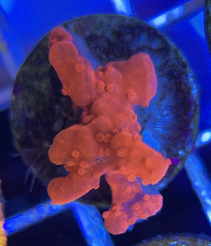 Setosa S050801 WYSIWYG