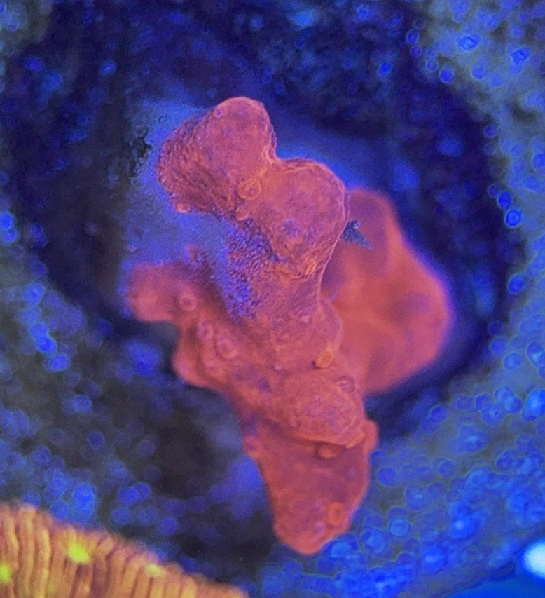 Setosa S050802 WYSIWYG