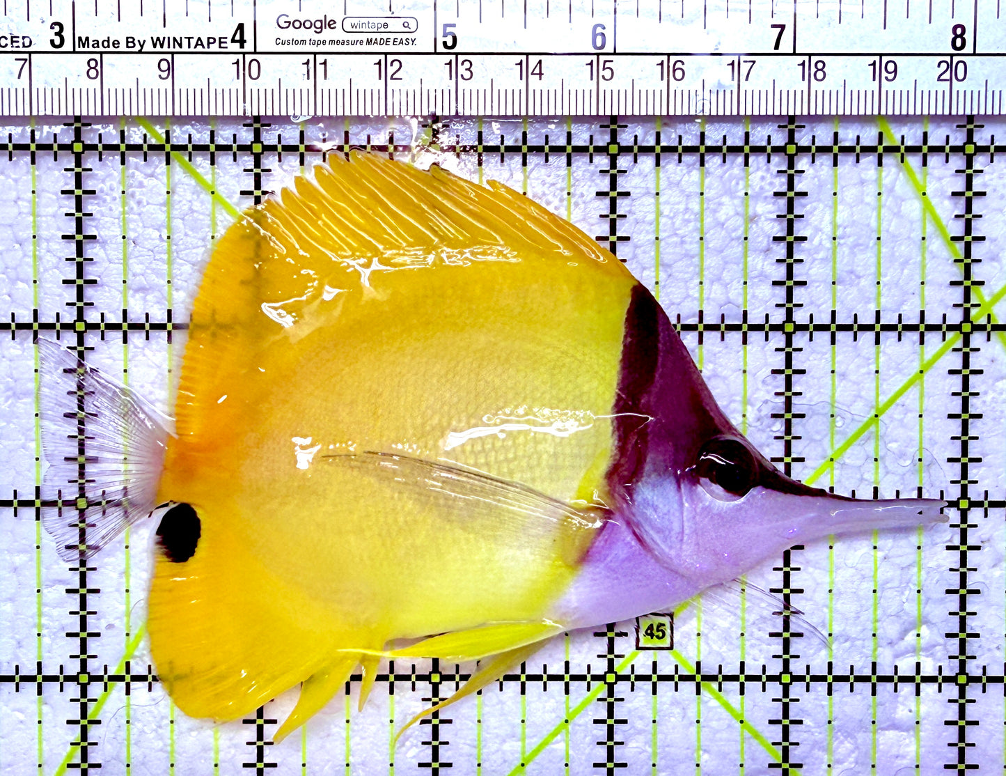 Yellow Longnose Butterflyfish YLB012603 WYSIYWG Size: XXL 5.25"