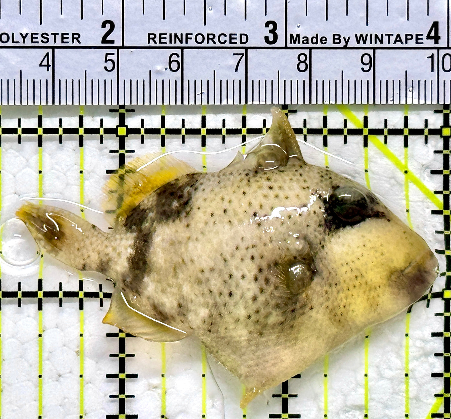 Yellowmargin Triggerfish YT011803 WYSIWYG Size: SM 2.75"