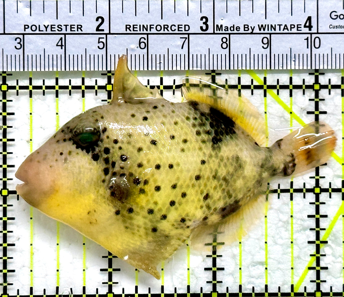 Yellowmargin Triggerfish YT011804 WYSIWYG Size: SM 3"