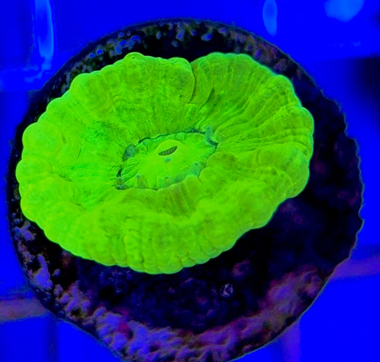 Kryptonite Candy Cane KCC050804 WYSIWYG