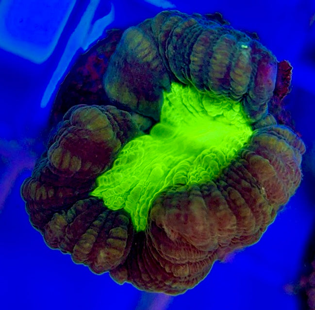 Toxic Spill Candy Cane TSC050801 WYSIWYG