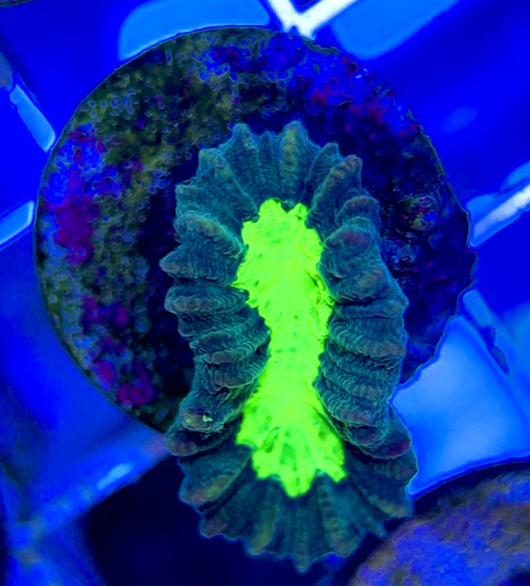 Toxic Spill Candy Cane TSC050803 WYSIWYG