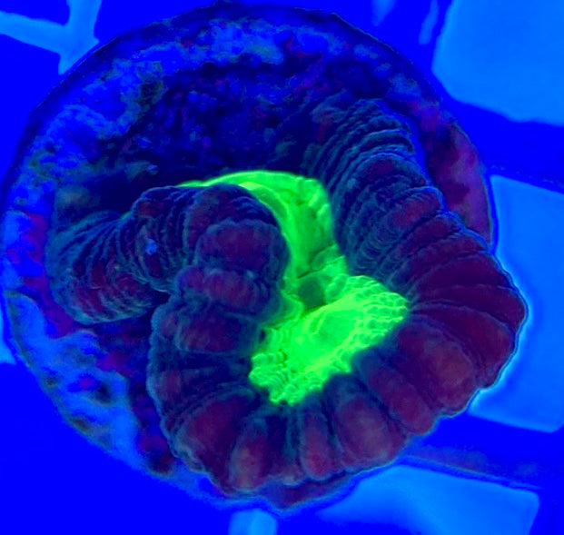 Toxic Spill Candy Cane TSC050804 WYSIWYG