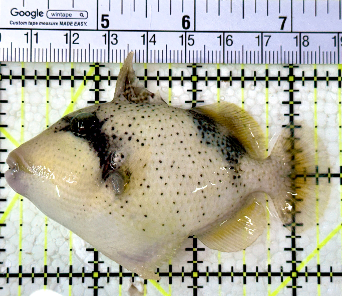 Yellowmargin Triggerfish YT012602 WYSIWYG Size: M 3.25"