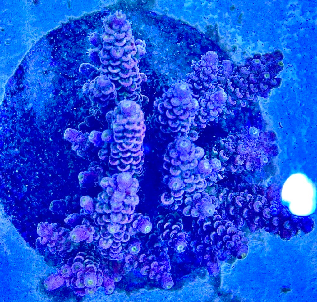 Java Maricultured Acropora Mother Colony JMAMC020202 WYSIWYG Size: M L 3" x H 3"x W 4"