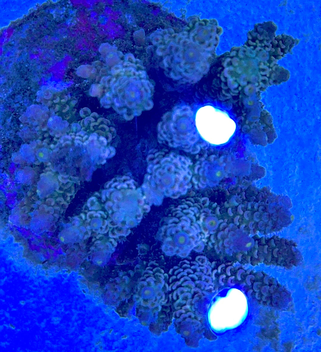 Java Maricultured Acropora Mother Colony JMAMC020206 WYSIWYG Size: M L 3" x H 3"x W 4"