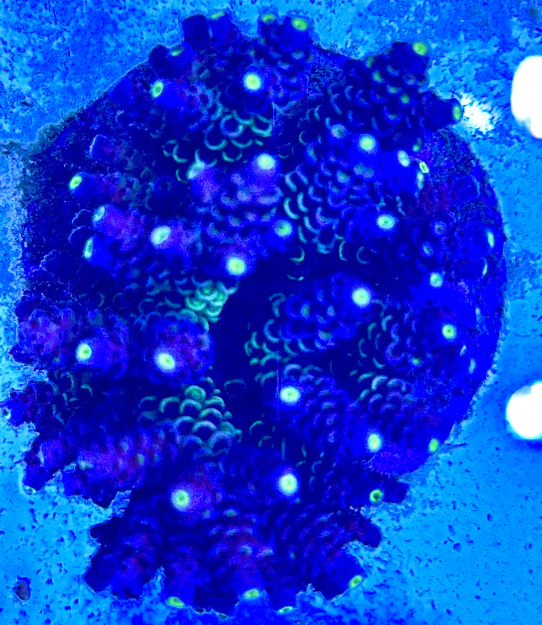 Java Maricultured Acropora Mother Colony JMAMC020208 WYSIWYG Size: M L 3" x H 3"x W 4"