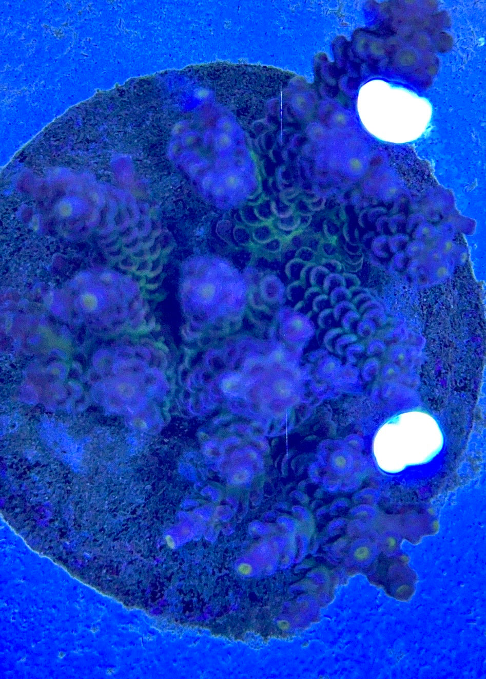 Java Maricultured Acropora Mother Colony JMAMC020209 WYSIWYG Size: M L 3" x H 3"x W 4"