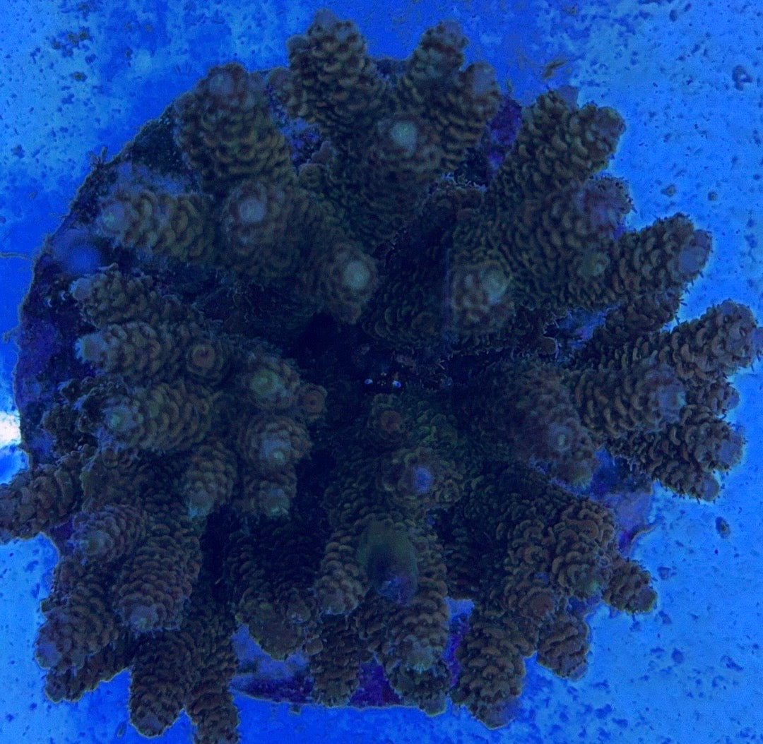 Java Maricultured Acropora Mother Colony JMAMC020210 WYSIWYG Size: M L 3" x H 3"x W 4"