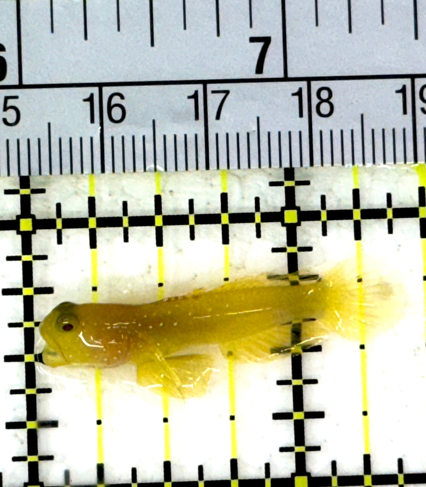 Yellow Watchman Goby YWG012001 WYSIWYG Size: Tiny 1.25" approx