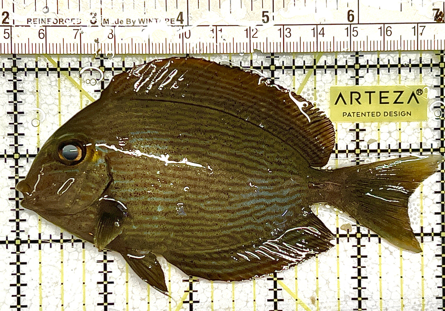 Mata Tang MT111701 WYSIWYG Size: XL 5" approx