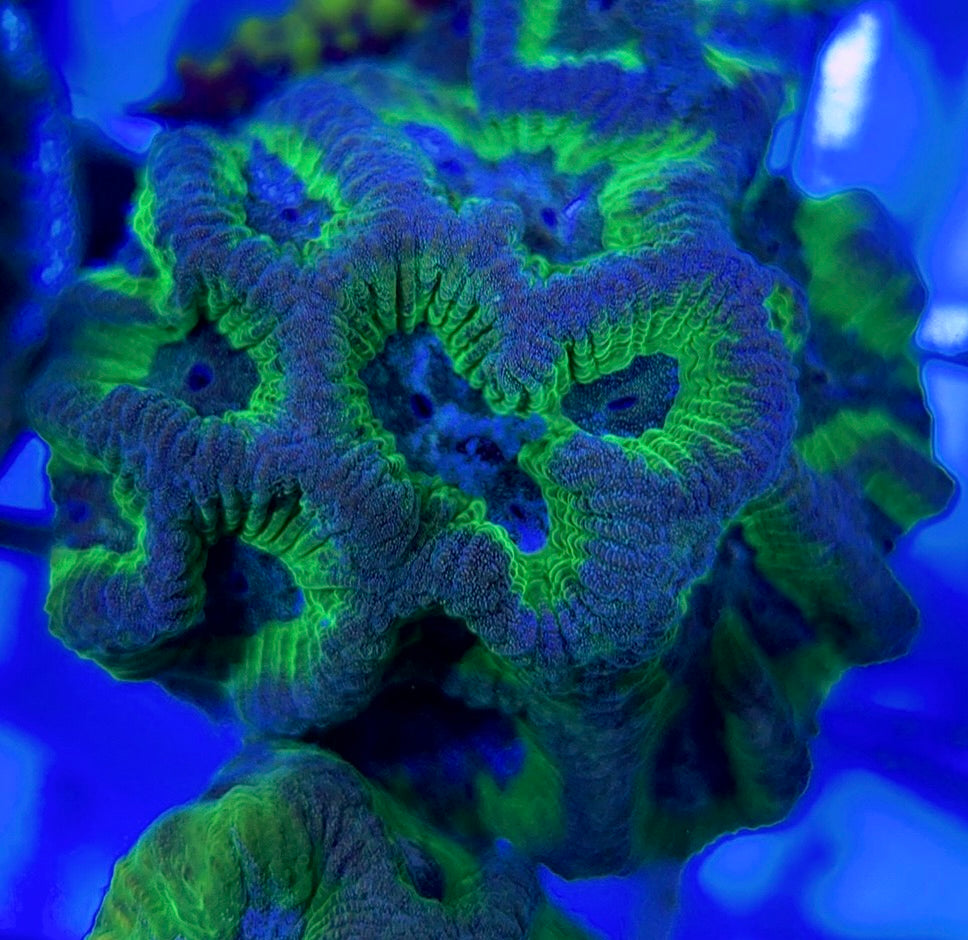 Purple/Neon Platygyra PNP051001 WYSIWYG