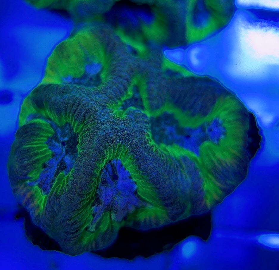 Purple/Neon Platygyra PNP051002 WYSIWYG