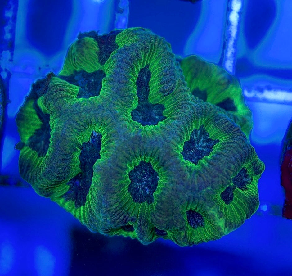 Purple/Neon Platygyra PNP051003 WYSIWYG