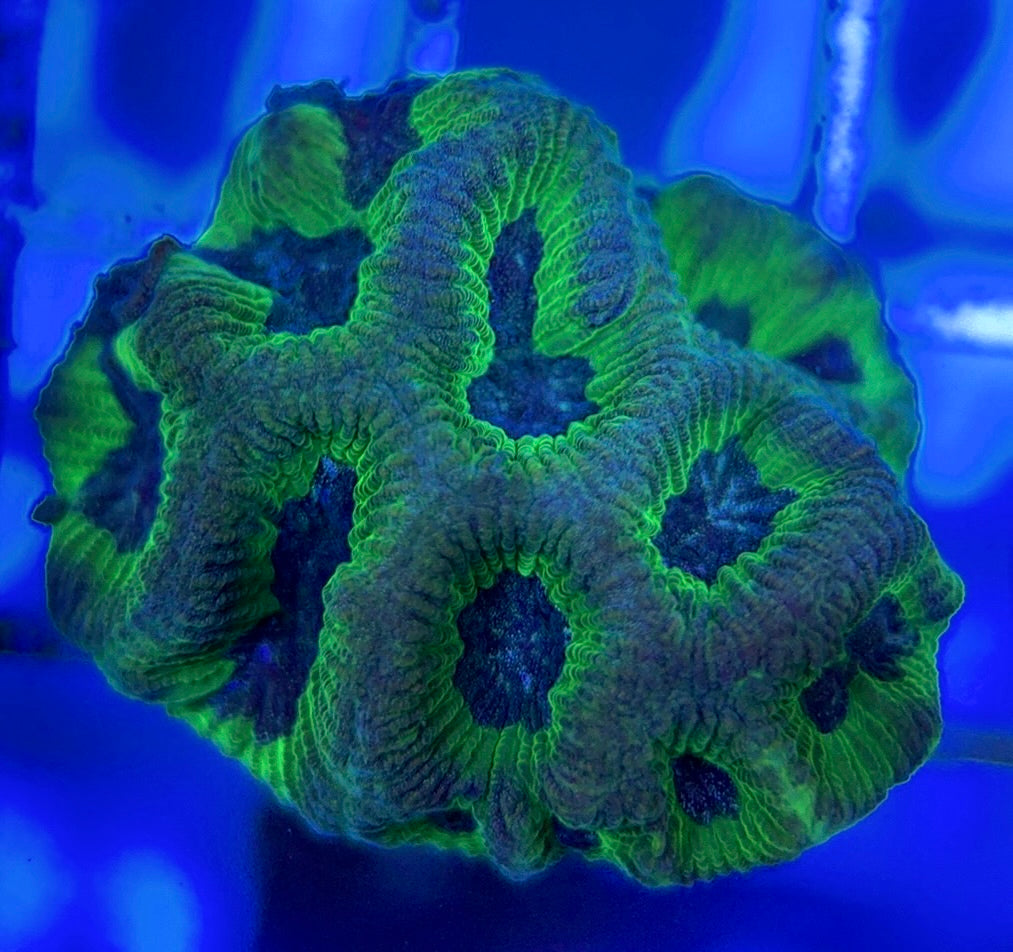 Purple/Neon Platygyra PNP051003 WYSIWYG