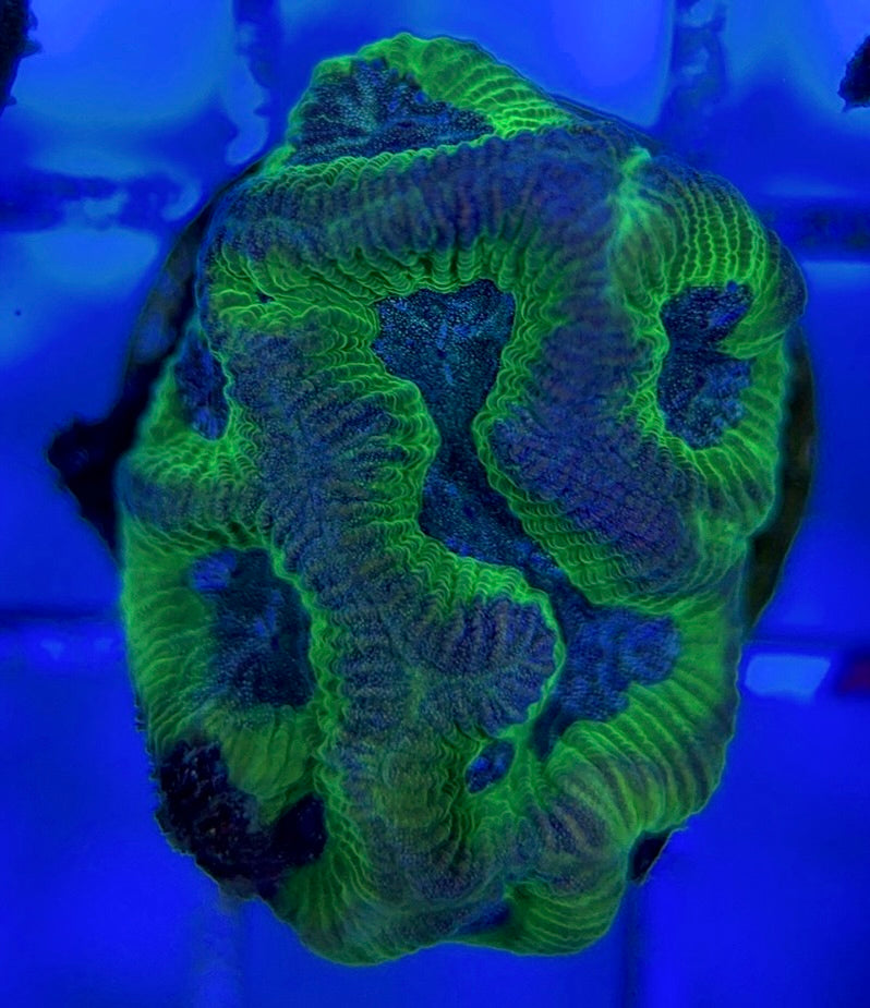 Purple/Neon Platygyra PNP051004 WYSIWYG