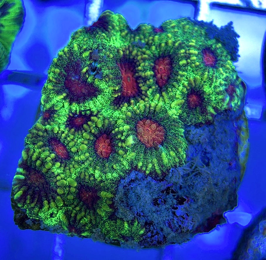 Aussie Red Eye Favia AREF051001 WYSIWYG