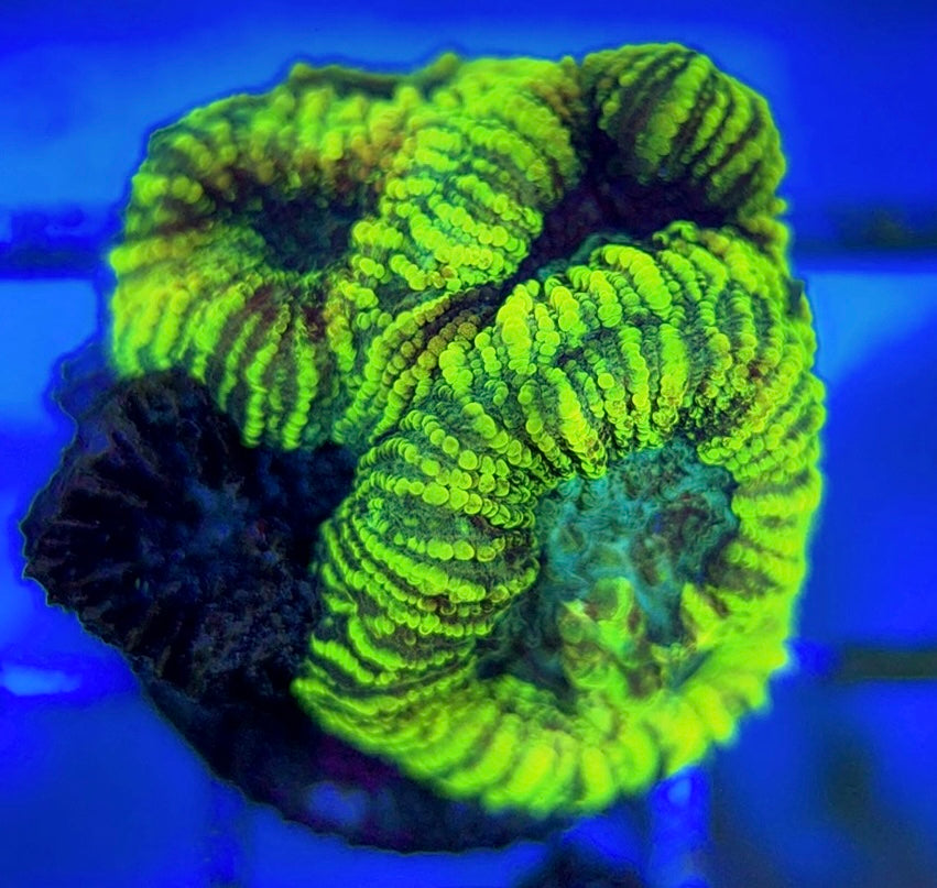 Pin Striped Neon Favia PSNF051001 WYSIWYG