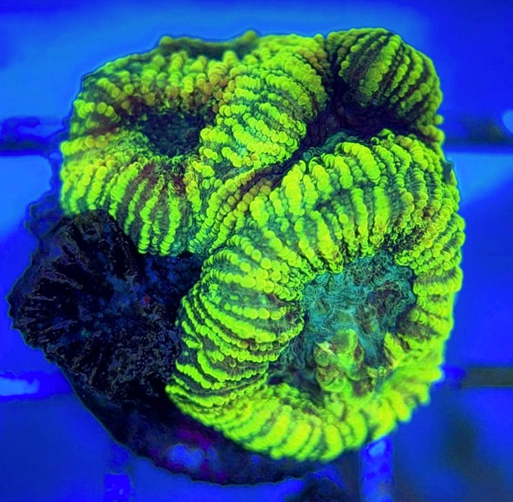 Pin Striped Neon Favia PSNF051001 WYSIWYG