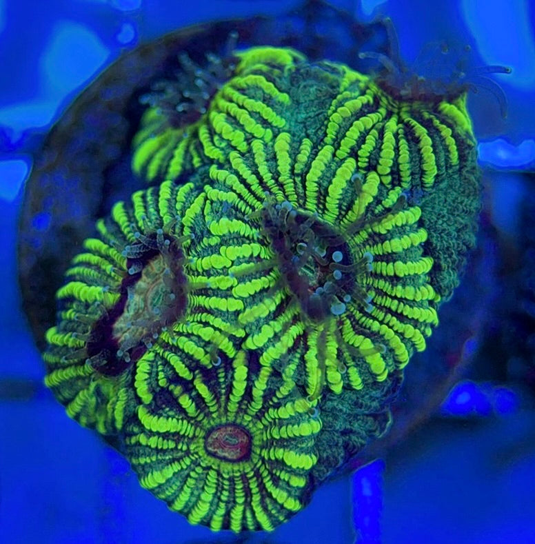 Pin Striped Neon Favia PSNF051002 WYSIWYG