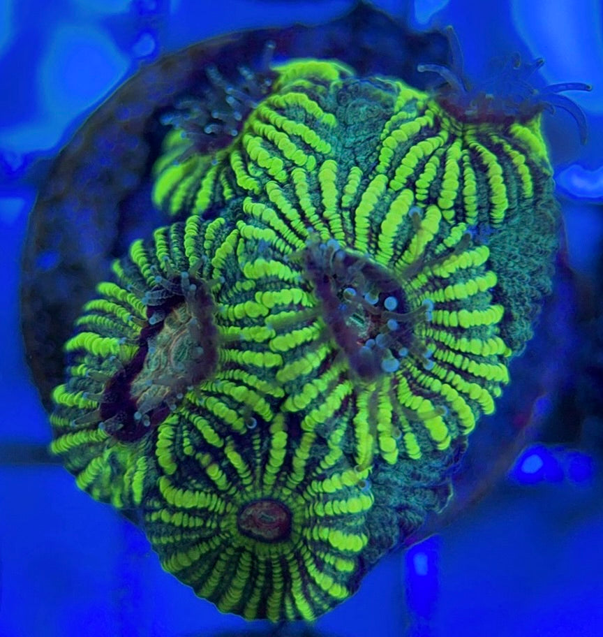 Pin Striped Neon Favia PSNF051002 WYSIWYG