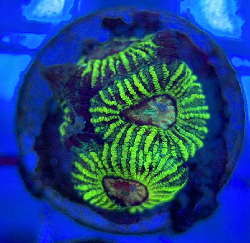 Pin Striped Neon Favia PSNF051003 WYSIWYG