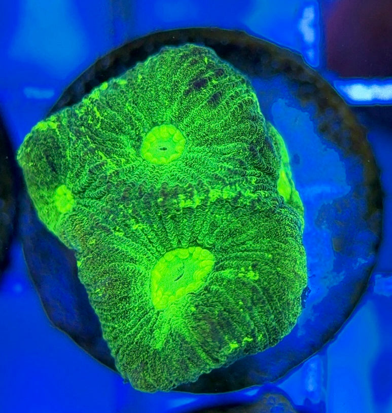 Aussie Ultra Neon Favia AUNF051002 WYSIWYG
