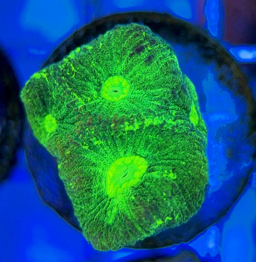 Aussie Ultra Neon Favia AUNF051002 WYSIWYG