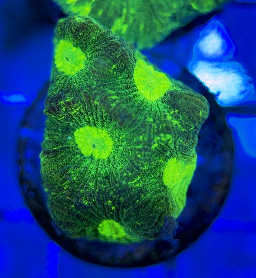 Aussie Ultra Neon Favia AUNF051003 WYSIWYG