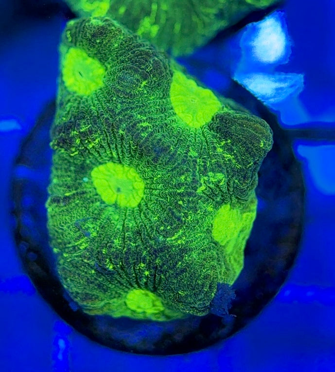 Aussie Ultra Neon Favia AUNF051003 WYSIWYG