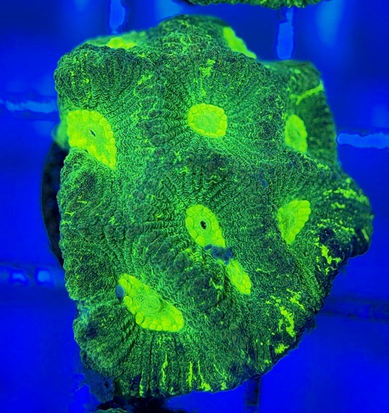 Aussie Ultra Neon Favia AUNF051004 WYSIWYG