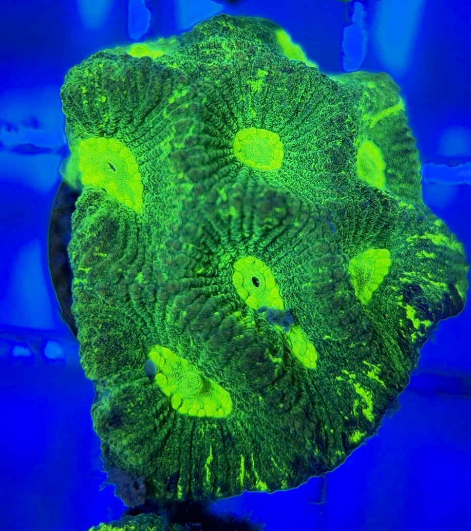 Aussie Ultra Neon Favia AUNF051004 WYSIWYG