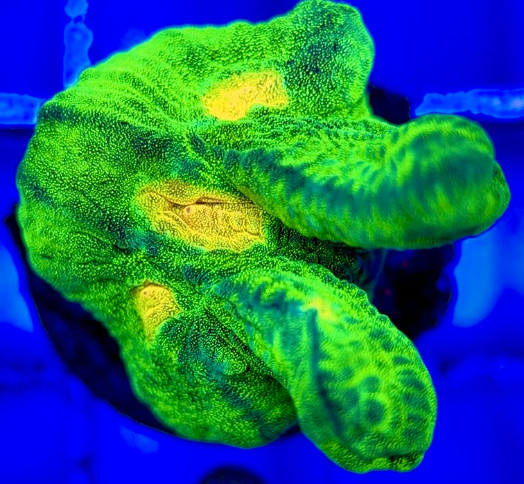 Space Invader Pectinia (Aquacultured) SIP051002 WYSIWYG