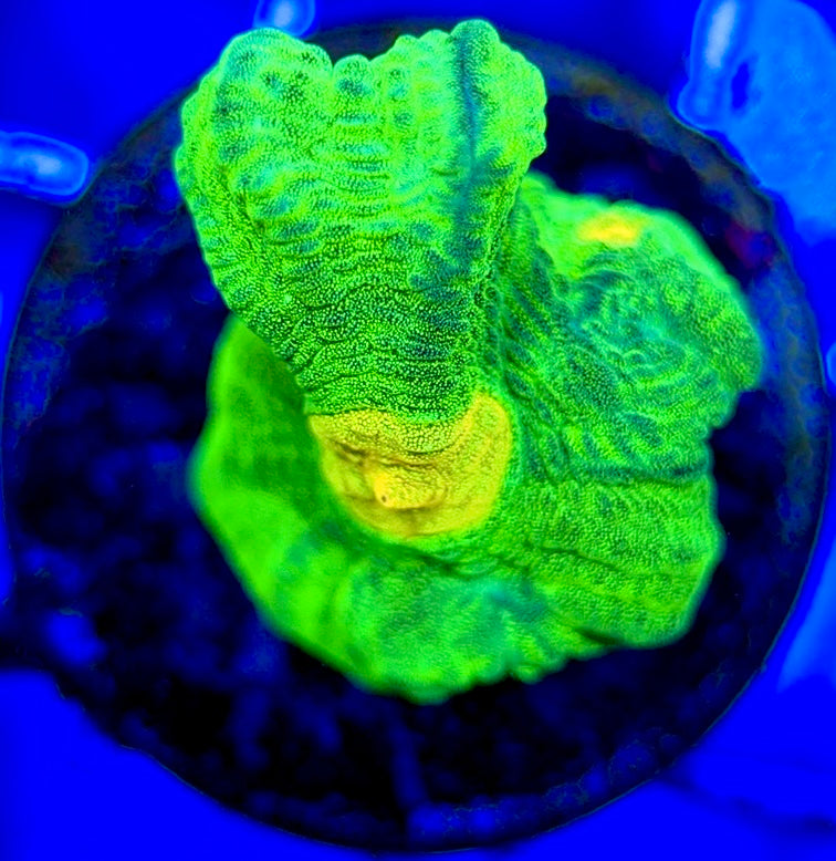 Space Invader Pectinia (Aquacultured) SIP051003 WYSIWYG