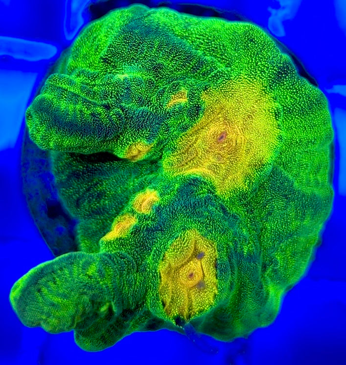 Space Invader Pectinia (Aquacultured) SIP051004 WYSIWYG