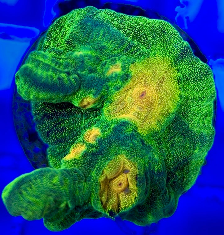 Space Invader Pectinia (Aquacultured) SIP051004 WYSIWYG