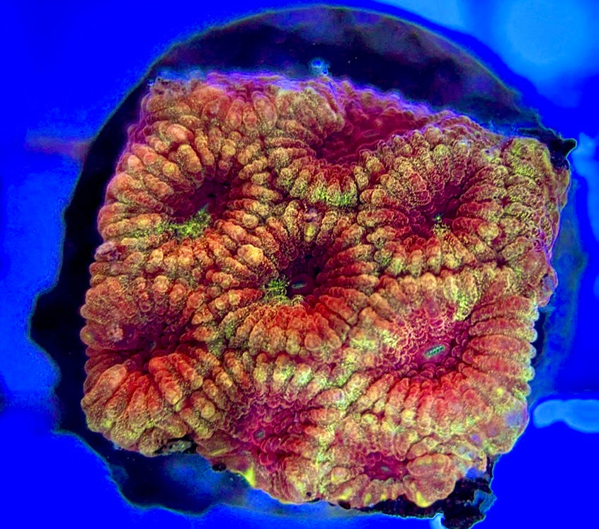 Aussie Ultra Pink Favia AUP051001 WYSIWYG