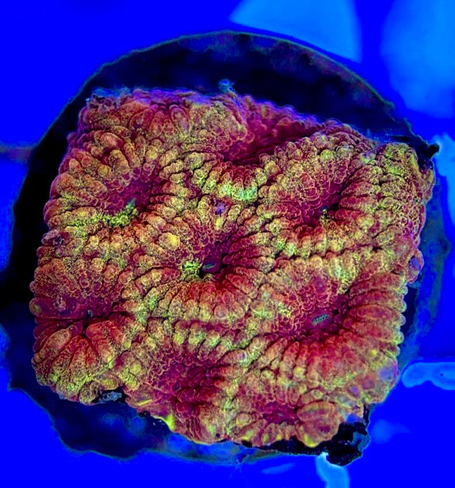 Aussie Ultra Pink Favia AUP051001 WYSIWYG