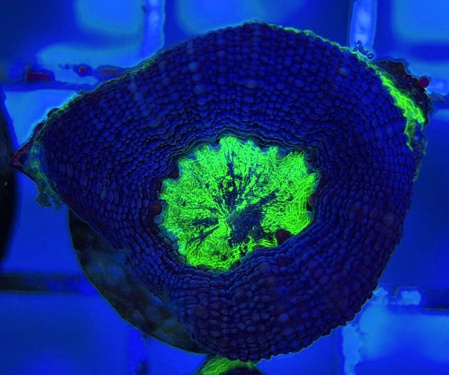 Aussie Acan Bowerbanki AAB051004 WYSIWYG