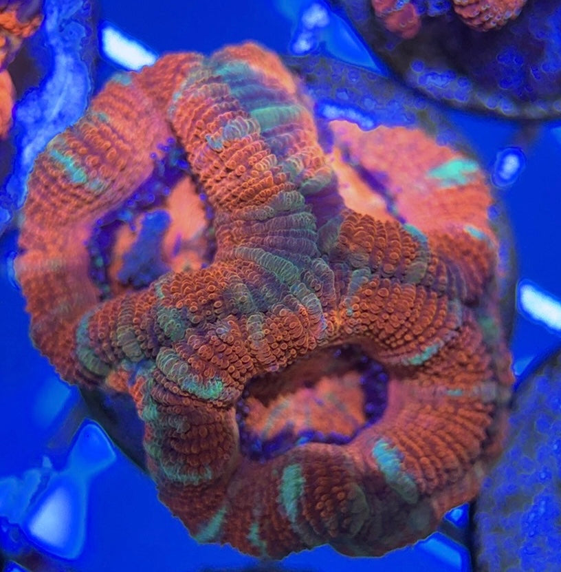 Acan Lordhowensis AL051001 WYSIWYG