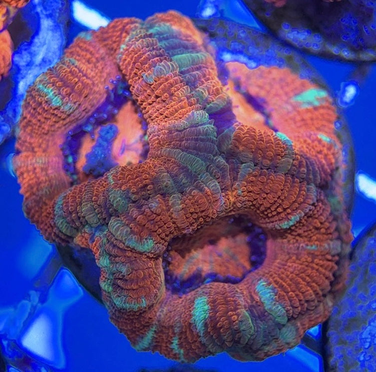 Acan Lordhowensis AL051001 WYSIWYG