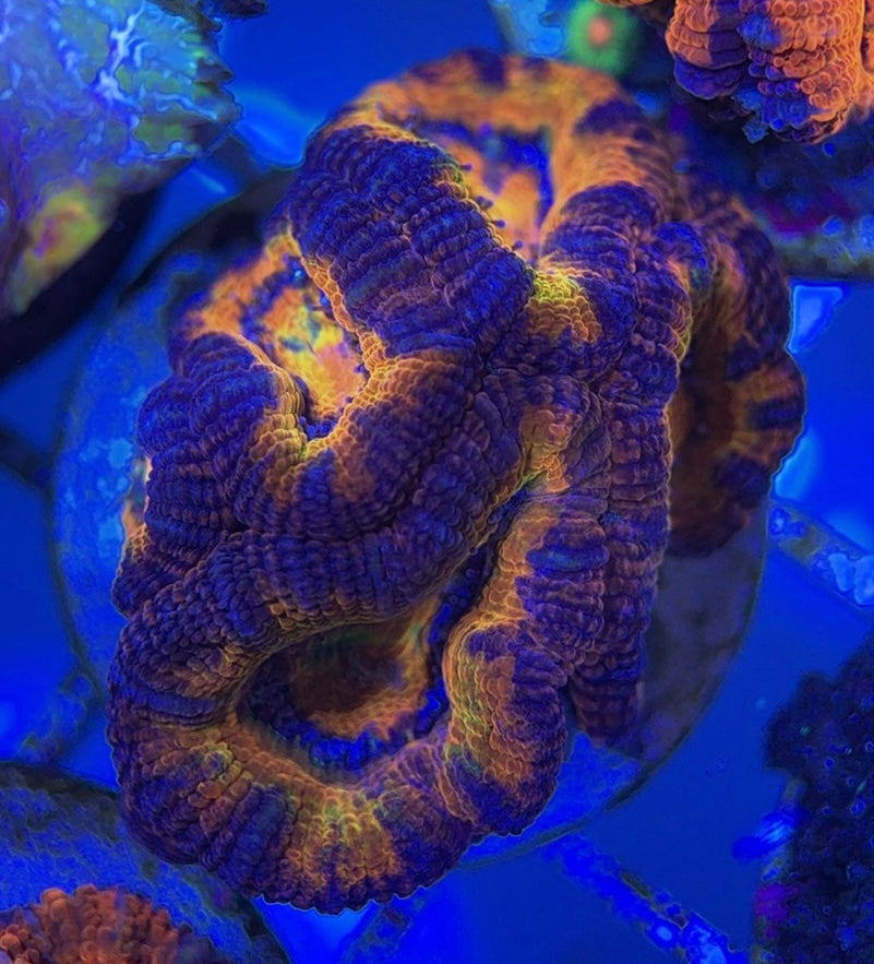 Acan Lordhowensis AL051002 WYSIWYG