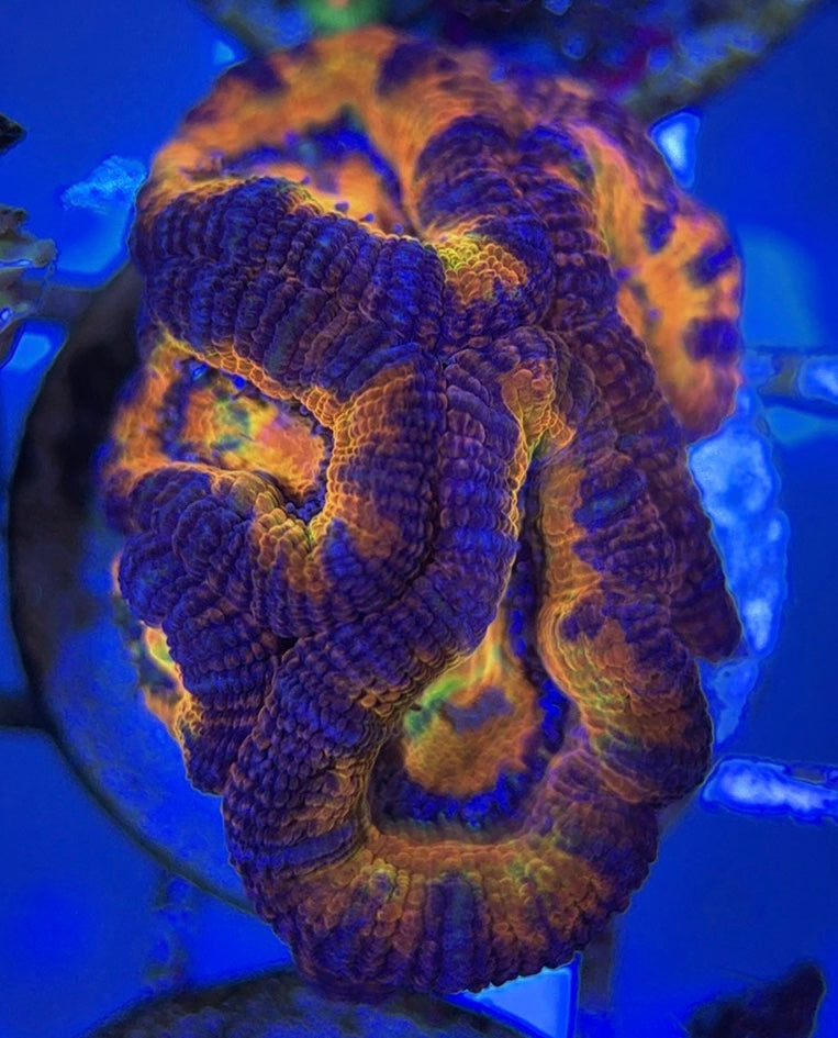 Acan Lordhowensis AL051002 WYSIWYG