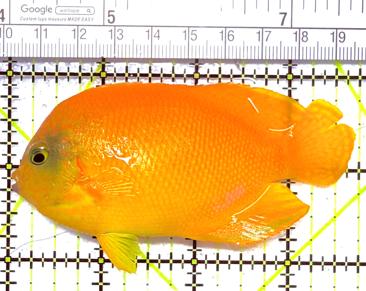 Yellow Herald's Angelfish HA020202 WYSIWYG Size: XL 3.75" approx