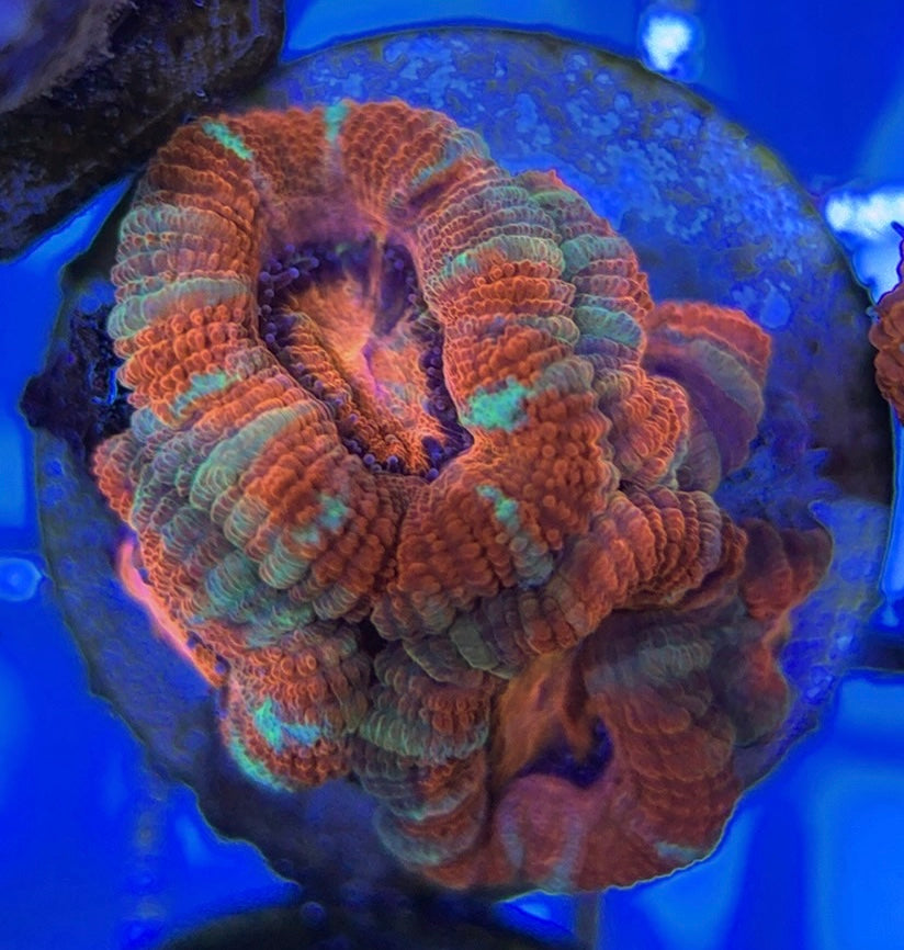 Acan Lordhowensis AL051003 WYSIWYG