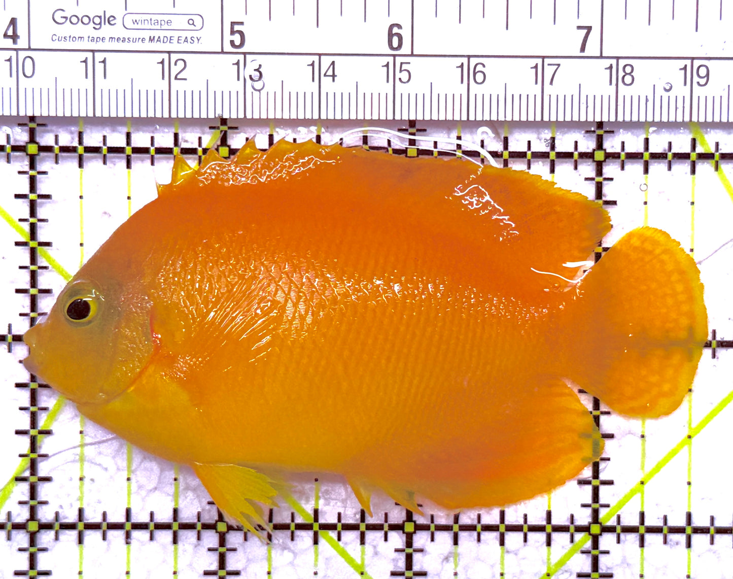 Yellow Herald's Angelfish HA020203 WYSIWYG Size: XL 3.5" approx