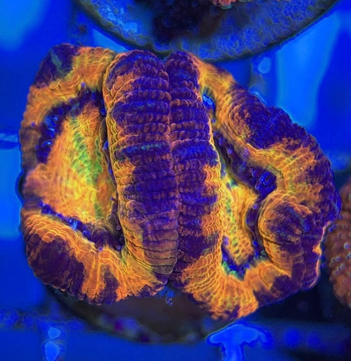 Acan Lordhowensis AL051004 WYSIWYG