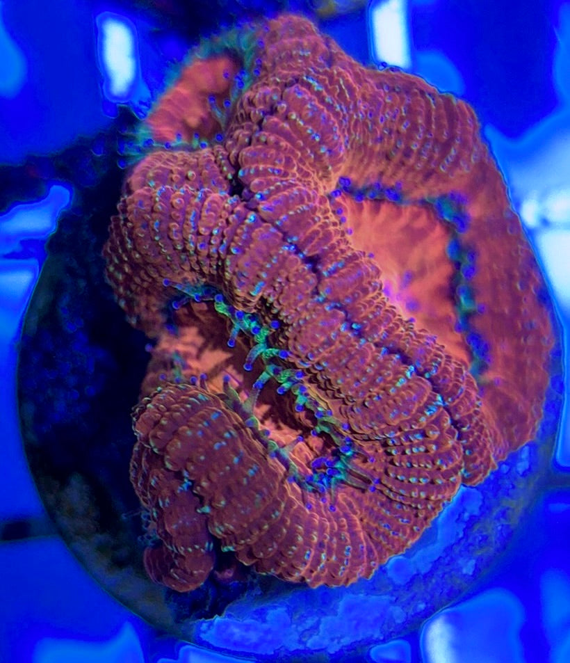 Acan Lordhowensis AL051001 WYSIWYG
